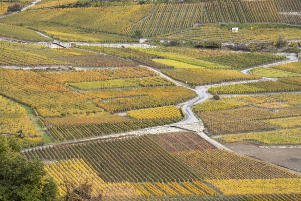 Terraced grape vineyards, steps up the hill in autumn colours in the Rhone Valley. Colourful yellow orange image. Valais, Switzerland