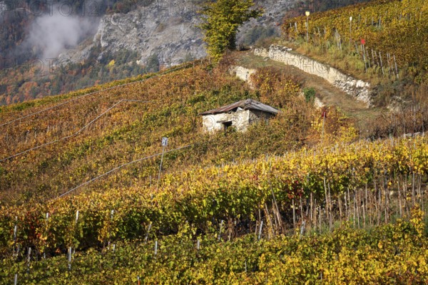 Terraced grape vineyards, small hut on the hill. Autumn colours in the Rhone Valley. Colourful yellow orange image. Valais, Switzerland