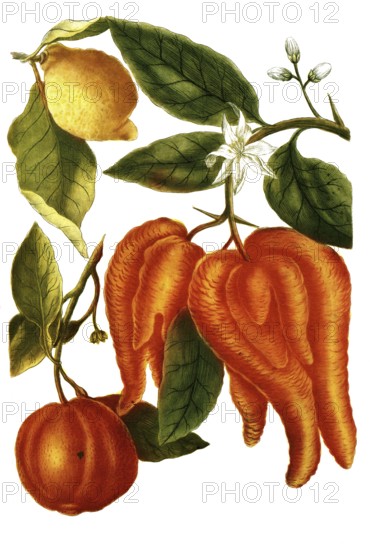 Apple variety called Adam's apple, Malus cornuta and Malus limonia, illustration, reproduction from a model from the 19th century. Authentic, file restored for optimal use, exact date of submission unknown