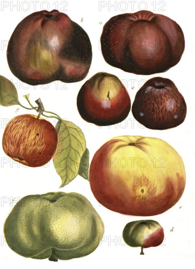 A. Malus carbonaria, cabbage apple, b. Malus erithromella, red Bachappel, c. malus haematomela, blood apple, d. Malus pumila, men's dumpling, e. Malus melapia, wax apple, f. malus orbiculata, broadling apple, g. malus strangulatoria, spike apple, illustration, reproduction of a model from the 19th century. Authentic, file restored for optimal use, exact date of submission unknown