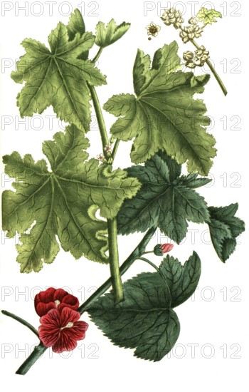 Malva crispa, vegetable malve, and Malva mauritana, wild mallow, also large cheese poplar and rosspappel, illustration, reproduction from a model from the 19th century. Authentic, file restored for optimal use, exact date of submission unknown