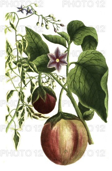 Solanum scandens, bittersweet nightshade and Solanum pomiferum, type of tomato, illustration, reproduction from a model from the 19th century. Authentic, file restored for optimal use, exact date of submission unknown