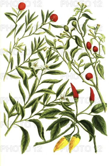 Solanum mordens, Solanum capsicum coral bush, Solanum fruticosum, illustration, reproduction from a 19th century model. Authentic, file restored for optimal use, exact date of submission unknown