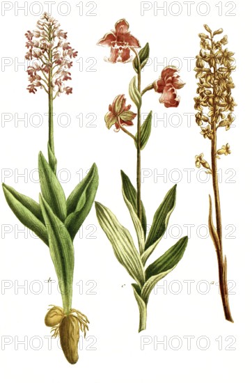 Violet dingel, Limodorum abortivum syb Orchis abortiva, b, fawn, Orchis anthropophora, orchid, c. Cretan ragwort, Ophrys cretica, illustration, reproduction from a model from the 19th century. Authentic, file restored for optimal use, exact date of submission unknown