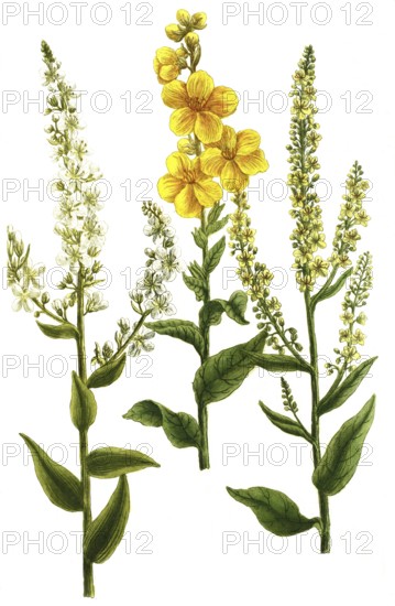 Mullein, Verbascum latifolium and Verbascum annuum, illustration, reproduction from a 19th century model. Authentic, file restored for optimal use, exact date of submission unknown