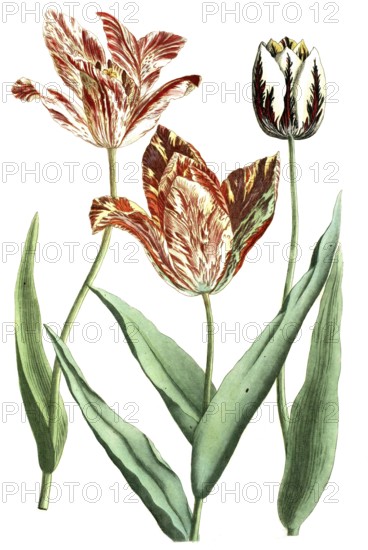 Tulips, Tulipa versicolor and rarissima, illustration, reproduction from a 19th century model. Authentic, file restored for optimal use, exact date of submission unknown