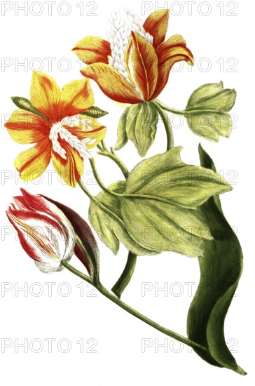 Tulips, Tulipa ex albo and Tulipa virginiana, illustration, reproduction from a 19th century model. Authentic, file restored for optimal use, exact date of submission unknown