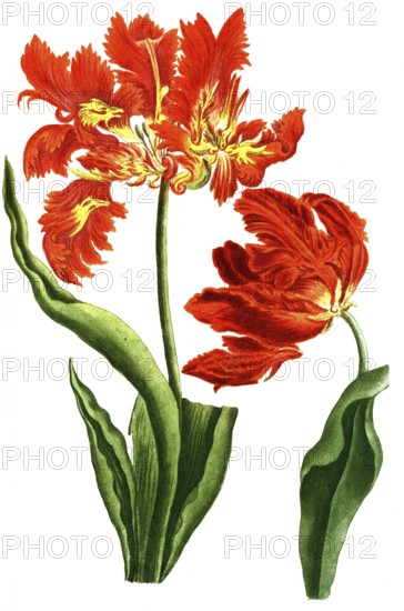 Tulips, Tulipa monstrosa and Tulipa flore rubro mostroso, illustration, reproduction from a 19th century model. Authentic, file restored for optimal use, exact date of submission unknown