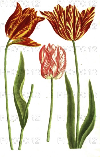 Tulips, a, Tulipa flore luteo, b. Tulipa ex albo et rubro variegato, c, Tulipa serotina, illustration, reproduction from a 19th century model. Authentic, file restored for optimal use, exact date of submission unknown