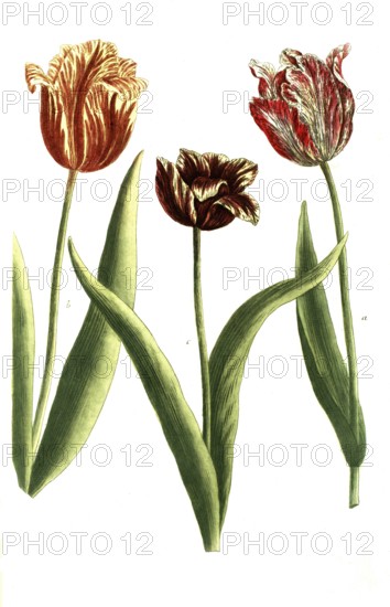 Tulips, a. Tulipa lutea sanguinis, b. Tulipa globosa petalis, c. Tulipa reflexa, illustration, reproduction from a model from the 19th century. Authentic, file restored for optimal use, exact date of submission unknown