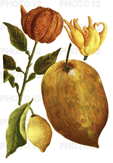 Bitter orange, citrus aurantium, lemon and citron lemon or cedrat, citrus medica, illustration, reproduction from a 19th century model. Authentic, file restored for optimal use, exact date of submission unknown