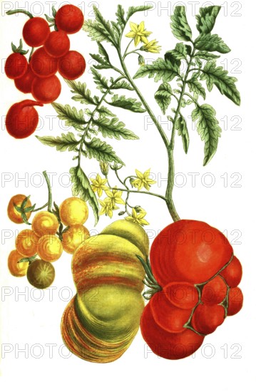 Solanum pomiferum, type of tomato, illustration, reproduction from a 19th century model. Authentic, file restored for optimal use, exact date of submission unknown