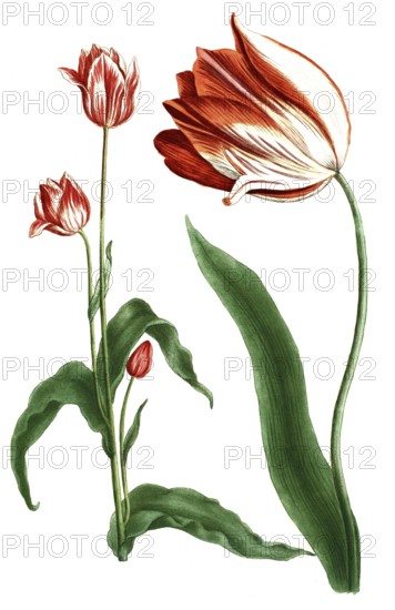 Tulips, Tulipa major and Tulipa polanthos, illustration, reproduction from a 19th century model. Authentic, file restored for optimal use, exact date of submission unknown
