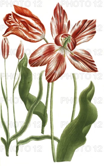 Tulips, Tulipa serotina and Tulipa persica, illustration, reproduction from a 19th century model. Authentic, file restored for optimal use, exact date of submission unknown