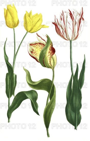 Tulips, Tulipa odorata and Tulipa explicata, illustration, reproduction from a 19th century model. Authentic, file restored for optimal use, exact date of submission unknown