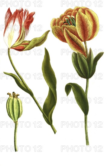 Tulips, Tulipa serotina, illustration, reproduction from a 19th century model. Authentic, file restored for optimal use, exact date of submission unknown