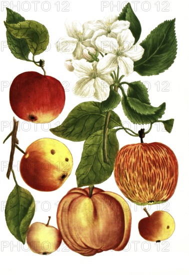 Different types of apples, Malus domestica, illustration, reproduction from a model from the 19th century. Authentic, file restored for optimal use, exact date of submission unknown