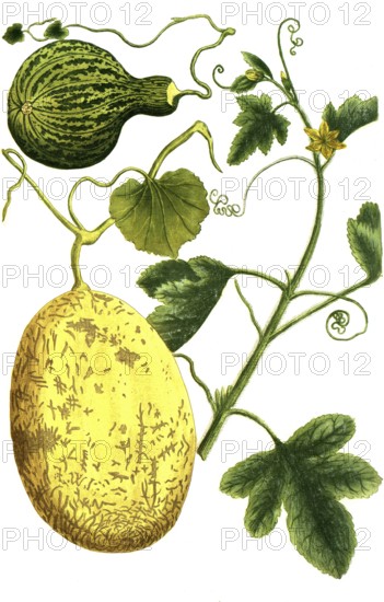 Melon, Cucumis, Melo vulgaris and Melo pyri formus maculosus, illustration, reproduction from a 19th century model. Authentic, file restored for optimal use, exact date of submission unknown