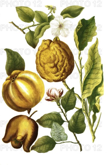 Apple quinces, Malus cydonia, illustration, reproduction from a 19th century model. Authentic, file restored for optimal use, exact date of submission unknown