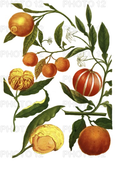Malus aurantia, oranges and Pomeranian oranges, illustration, reproduction from a model from the 19th century. Authentic, file restored for optimal use, exact date of submission unknown