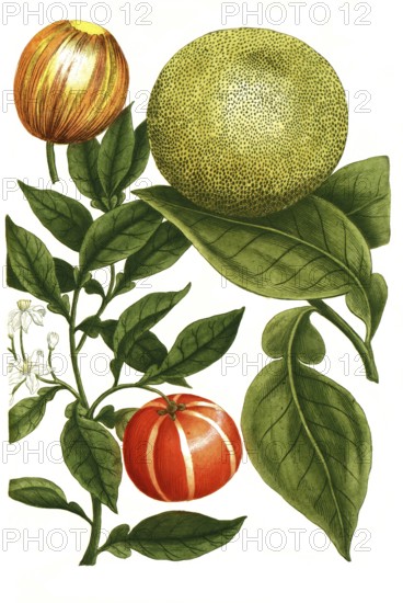Grapefruit or grapefruit, Citrus grandis, formerly Malus aurantia citrata, illustration, reproduction from a 19th century model. Authentic, file restored for optimal use, exact date of submission unknown