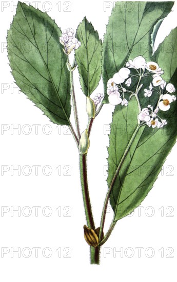 Begonia ulmifolia, elm leaf begonia, is a plant species from the Begoniaceae family, illustration, reproduction from a model from the 19th century. Authentic, file restored for optimal use, exact date of submission unknown