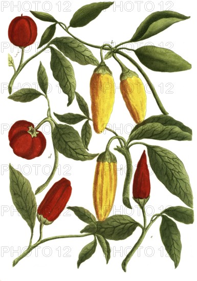A. Solanum mordens bifurcata, b, Solanum mordens fructu aureo, c. Solanum mordens siliquis flavia, d. solanum piper indicum maximum, 3. solanum mordens fructu longo erecto, f. solanum mordens fructu rotundo, paprika, chilli, illustration, reproduction from a 19th-century model. Authentic, file restored for optimal use, exact date of submission unknown