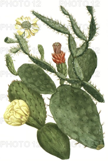 Prickly pear, Opuntia, illustration, reproduction from a 19th century model. Authentic, file restored for optimal use, exact date of submission unknown