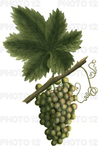 White grapevine, grape, Vitis vinifera, illustration, reproduction from a 19th century model. Authentic, file restored for optimal use, exact date of submission unknown