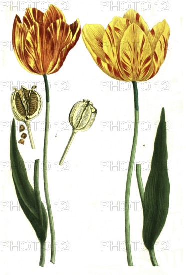 Tulips, a. tulipa lutea, b. tulipa lutea maculis rubentibus, illustration, reproduction from a model from the 19th century. Authentic, file restored for optimal use, exact date of submission unknown