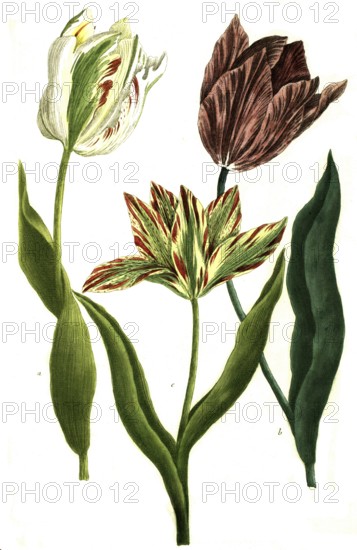 Tulips, a. tulipa monstrosa, b. tulipa colore violaceo, c. tulipa es luteo rubro, illustration, reproduction from a model from the 19th century. Authentic, file restored for optimal use, exact date of submission unknown