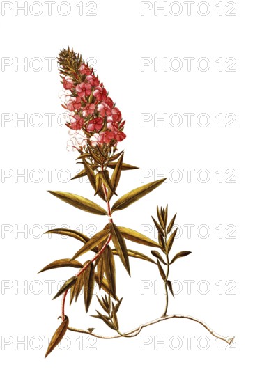 Polemoniaceae, Wild Sweet William, Phlox maculata, meadow phlox, illustration, reproduction from a 19th century model. Authentic, file restored for optimal use, exact date of submission unknown