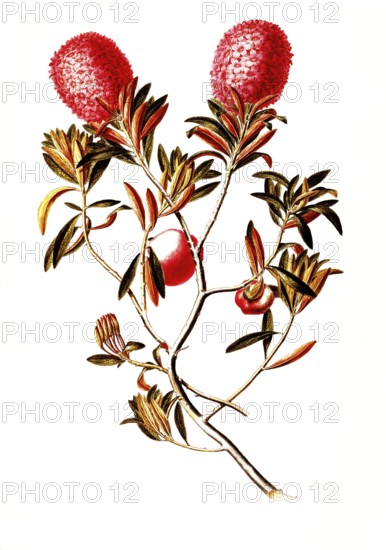 Alpine rose, rhododendron ferrugineum, Ericaceae, illustration, reproduction from a 19th century model. Authentic, file restored for optimal use, exact date of submission unknown