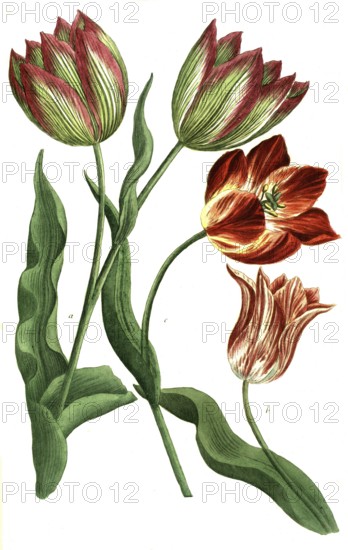 Tulips, a. Tulipa ferotina, b. Tulipa rubra calice pallessente, v. Tulipa rubra calica luteo, illustration, reproduction from a model from the 19th century. Authentic, file restored for optimal use, exact date of submission unknown