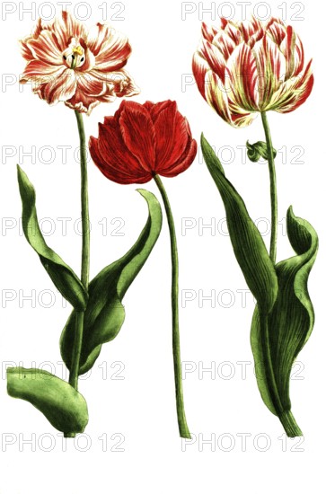 Various tulips, tulipa rubra and flore pleno versicolor, illustration, reproduction from a 19th century model. Authentic, file restored for optimal use, exact date of submission unknown