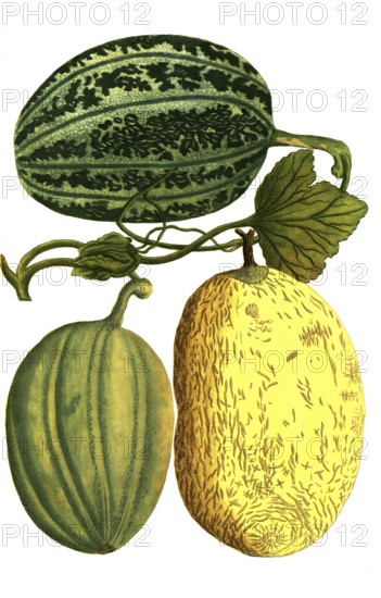 Sugar melon, Cucumis, Melo viridis, Melo pepo croceus and Melo pepo cortice, illustration, reproduction from a 19th-century model. Authentic, file restored for optimal use, exact date of submission unknown