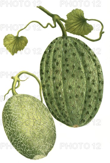 Sugar melon, Cucumis, a. melo reticulatus major, b. Melo reticulatus minor, illustration, reproduction from a model from the 19th century. Authentic, file restored for optimal use, exact date of submission unknown