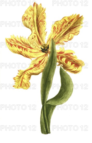 Tulipa monstrosa flore luteo, tulip, illustration, reproduction from a 19th century model. Authentic, file restored for optimal use, exact date of submission unknown