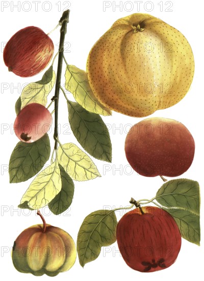 Mala crocina, saffron apple or saffron apple, Mala praecotia, St. John's apple, Mala pulmonea, Bosch apple, Mala suave rubentia, Knörlein, Mala vitromela, glass apple, illustration, reproduction from a model from the 19th century. Authentic, file restored for optimal use, exact date of submission unknown