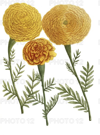Various tagetes, student flower, illustration, reproduction from a 19th century model. Authentic, file restored for optimal use, exact date of submission unknown