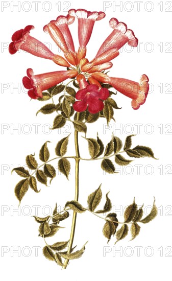 American climbing trumpet, Trumpet vine, Campsis radicans, illustration, reproduction from a 19th century model. Authentic, file restored for optimal use, exact date of submission unknown
