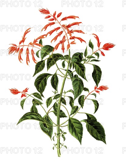 Labiatae or Lamiaceae, Scarlet Sage, Salvia splendens Sello, fire sage, illustration, reproduction from a 19th century model. Authentic, file restored for optimal use, exact date of submission unknown