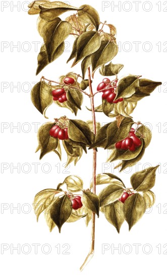 European cornel, cornus mas, cornelian cherry, also yellow dogwood, illustration, reproduction from a model from the 19th century. Authentic, file restored for optimal use, exact date of submission unknown