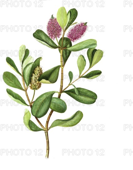 Splendid Shrub Veronika, Veronica speciosa, Scrophulariaceae, Hebe speciosa Cockagne et Allan, illustration, reproduction from a 19th-century model. Authentic, file restored for optimal use, exact date of submission unknown