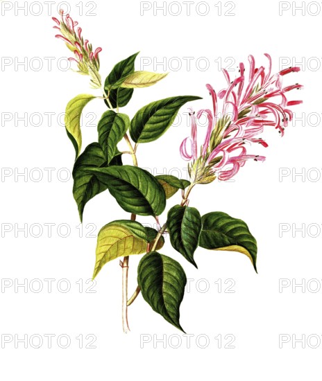 Justicia carnea, the Brazilian feather flower, flamingo flower or jacobine, is a flowering plant from the Acanthaceae family, illustration, reproduction from a 19th century model. Authentic, file restored for optimal use, exact date of submission unknown
