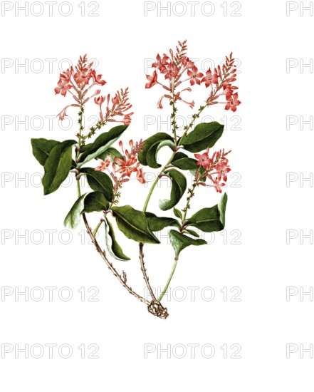 Scarlet leadwort, plumbago indica, Indian leadwort, scarlet leadwort or whirlplantain, illustration, reproduction from a 19th century model. Authentic, file restored for optimal use, exact date of submission unknown