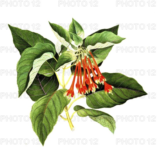 Fuchsia splendens Zucc, Onagraceae, magnificent fuchsia, illustration, reproduction from a 19th century model. Authentic, file restored for optimal use, exact date of submission unknown