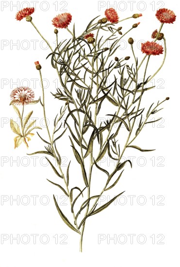 Scabiosis Knapweed, Centaurea scabiosa, illustration, reproduction from a 19th century model. Authentic, file restored for optimal use, exact date of submission unknown
