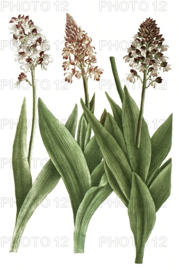 Orchids from the genus Orchis cynosorchis, illustration, reproduction from a model from the 19th century. Authentic, file restored for optimal use, exact date of submission unknown
