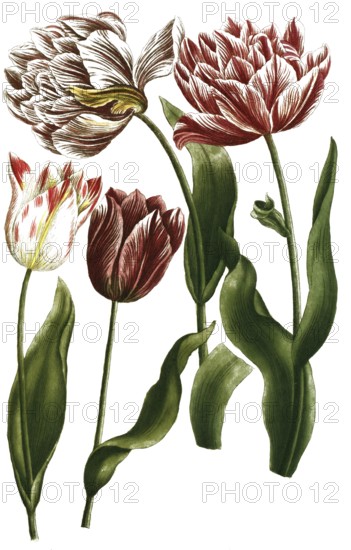 Various tulips, tulipa, illustration, reproduction from a 19th century model. Authentic, file restored for optimal use, exact date of submission unknown